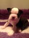 Boston Terrier Puppies for sale in Maryland City, MD, USA. price: NA