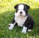 Boston Terrier Puppies for sale in TX-360, Grand Prairie, TX, USA. price: NA