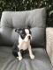 Boston Terrier Puppies for sale in 340 S 600 W, Salt Lake City, UT 84101, USA. price: NA