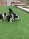 Boston Terrier Puppies for sale in Nashville Rd, Vaughan, ON L0J, Canada. price: NA