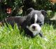 Boston Terrier Puppies for sale in Basking Ridge, NJ 07920, USA. price: NA