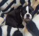 Boston Terrier Puppies for sale in Brownfield, TX 79316, USA. price: NA