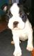Boston Terrier Puppies for sale in Highland Lakes Rd, Highland Lakes, NJ 07422, USA. price: NA