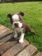 Boston Terrier Puppies for sale in Highland Lakes Rd, Highland Lakes, NJ 07422, USA. price: NA