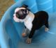 Boston Terrier Puppies for sale in Boston, MA, USA. price: NA