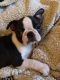 Boston Terrier Puppies for sale in Hackettstown, NJ 07840, USA. price: NA