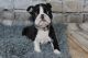 Boston Terrier Puppies for sale in Hackettstown, NJ 07840, USA. price: NA