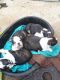 Boston Terrier Puppies for sale in Clifton, NJ, USA. price: NA