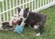Boston Terrier Puppies for sale in Hyattsville, MD, USA. price: NA