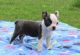 Boston Terrier Puppies for sale in Seattle, WA, USA. price: NA