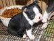 Boston Terrier Puppies for sale in Seattle, WA 98111, USA. price: NA