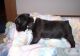 Boston Terrier Puppies for sale in Seattle, WA 98161, USA. price: NA