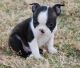 Boston Terrier Puppies for sale in Ontario St, Kingston, ON, Canada. price: NA