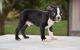Boston Terrier Puppies for sale in Southfield, MI 48037, USA. price: NA