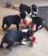 Boston Terrier Puppies for sale in Baltimore, MD, USA. price: NA