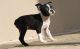 Boston Terrier Puppies for sale in Salisbury, MD, USA. price: NA