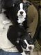 Boston Terrier Puppies for sale in Crossville, TN, USA. price: NA