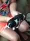 Boston Terrier Puppies for sale in Palestine, TX 75803, USA. price: $450