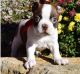 Boston Terrier Puppies for sale in Boston, MA 02114, USA. price: $500