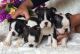 Boston Terrier Puppies for sale in Atlanta, GA, USA. price: NA