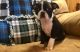 Boston Terrier Puppies for sale in Lowell, MA 01852, USA. price: NA