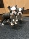 Boston Terrier Puppies for sale in Alabama Ave, Paterson, NJ, USA. price: NA