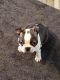 Boston Terrier Puppies for sale in Crossville, TN 38571, USA. price: NA