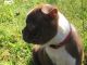 Boston Terrier Puppies for sale in Shrewsbury, MA, USA. price: NA
