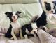 Boston Terrier Puppies for sale in Seattle, WA, USA. price: NA