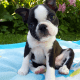 Available ! Available ! Available ! Boston Terrier