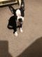 Boston Terrier Puppies for sale in Baltimore, MD 21224, USA. price: NA