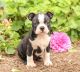 Affectionate Boston Terrier puppies available