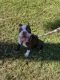 Boston Terrier Puppies for sale in Tampa, FL, USA. price: $2,500