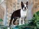 Boston Terrier Puppies for sale in Dayton, OH, USA. price: NA