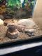 Bouchia Clawed Frog Amphibians for sale in Paynesville, MN 56362, USA. price: NA