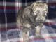 Bouvier des Flandres Puppies for sale in Roseville, MI 48066, USA. price: NA