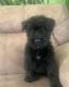 Bouvier des Flandres Puppies for sale in Cleveland, OH, USA. price: NA