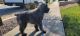 Bouvier des Flandres Puppies for sale in Alta Loma, CA 91737, USA. price: NA