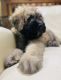 Bouvier des Flandres Puppies for sale in Mystic, Stonington, CT, USA. price: NA