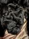 Bouvier des Flandres Puppies for sale in Melbourne, FL, USA. price: NA