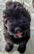 Bouvier des Flandres Puppies for sale in Beach Park, IL 60087, USA. price: NA