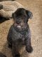 Bouvier des Flandres Puppies for sale in Woodstock, IL 60098, USA. price: $500