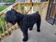 Bouvier des Flandres Puppies for sale in South Holland, IL, USA. price: $150,000