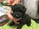 Bouvier des Flandres Puppies for sale in Ridgway, PA 15853, USA. price: NA