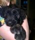 Bouvier des Flandres Puppies for sale in East Stroudsburg, PA 18301, USA. price: NA