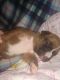 Boxer Puppies for sale in Clearfield, UT, USA. price: $1,300