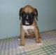 Boxer Puppies for sale in Dallas, TX 75207, USA. price: NA