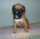 Boxer Puppies for sale in Denver, CO 80215, USA. price: $500