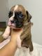 Boxer Puppies for sale in Las Vegas, NV, USA. price: $1,300