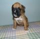 giving Boxer Puppies